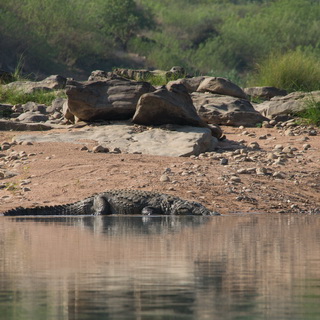 Panna - Crocodile